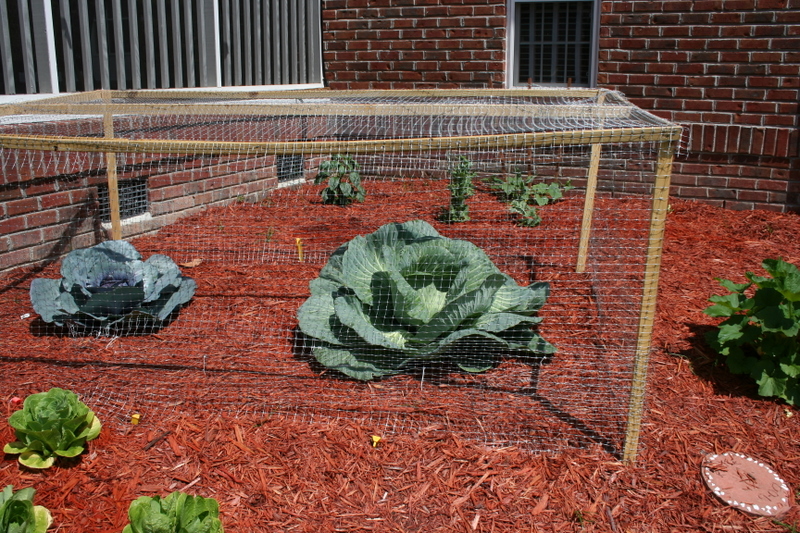 The cabbage cage I build with my Opa! It worked no deer at my cabbage!