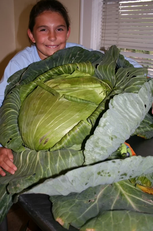 My 40 pound cabbage!