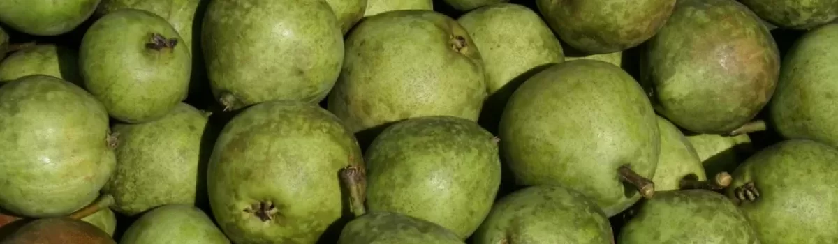 282 Pounds of Pear