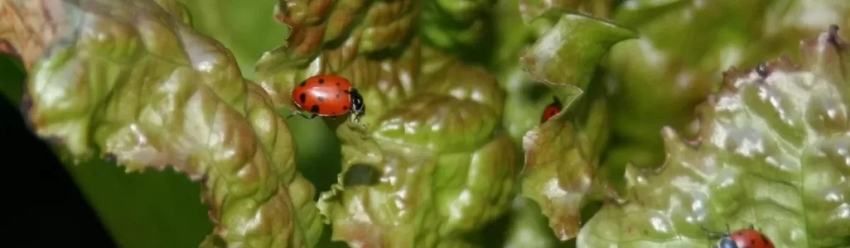 Ladybugs to the Rescue!