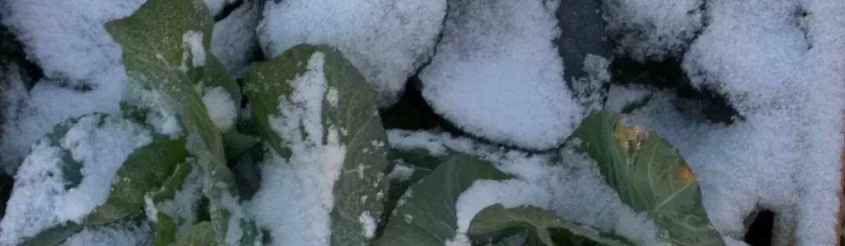 Snow in Charleston!!