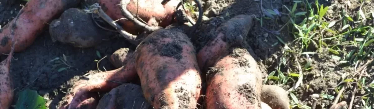 Raising Sweet Potatoes from Slips