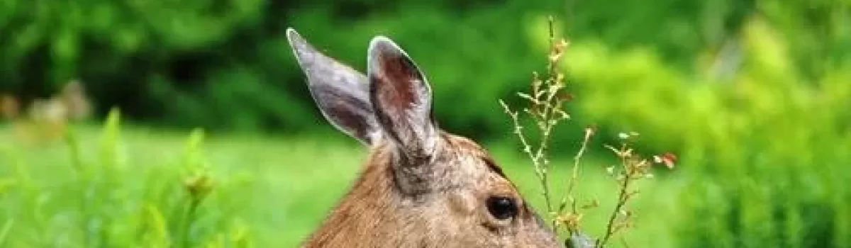 9 Ways to Keep Critters Out of Your Garden