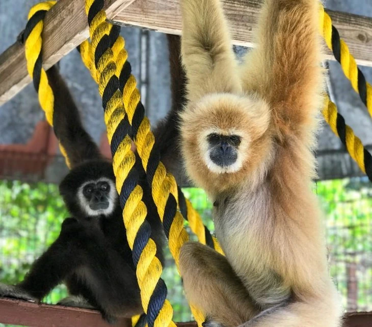 Gibbon couple