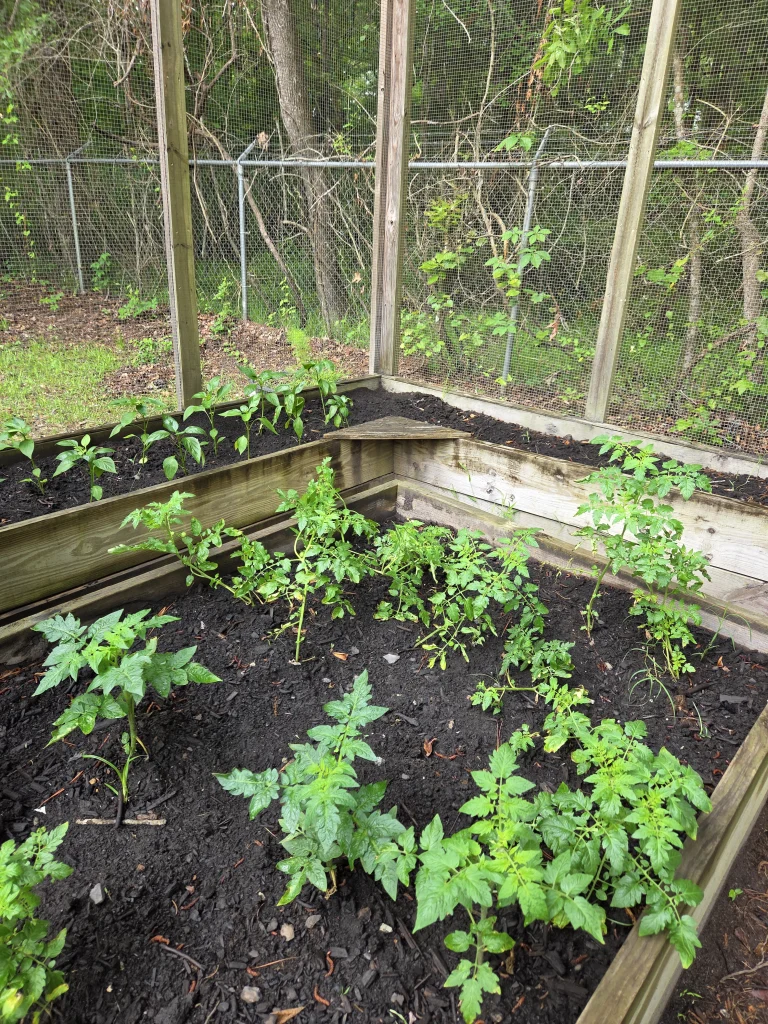 Pepper Shed May